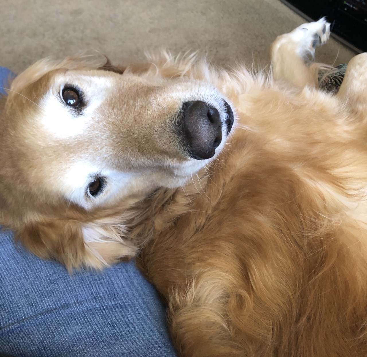 photo of Golden Retriever named Buddy